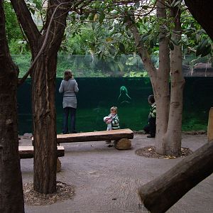 River Dolphin viewing in Rio Negro at Duisburg 15/05/09