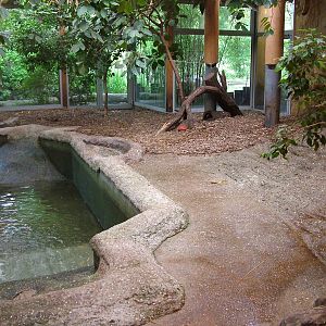 Pygmy Hippo indoor exhibit at Duisburg 15/05/09