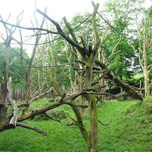 Gorilla and DeBrazza's Guenon exhibit at Duisburg 15/05/09