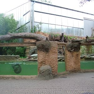 Giant Otter outdoor exhibit at Duisburg 15/05/09