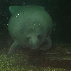 manatee