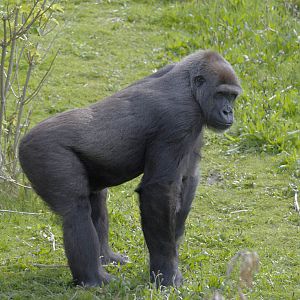 Female on Gorilla Mountain