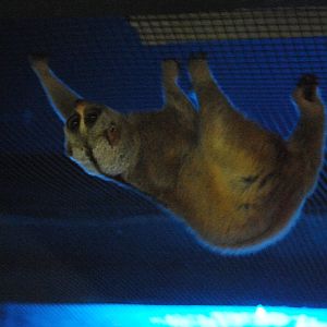 Greater slow loris (Nycticebus coucang)
