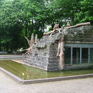 Baboon Island at Krefeld 15/05/09