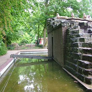 Baboon Island at Krefeld 15/05/09