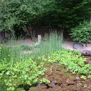 Bat-eared Fox exhibit at Krefeld 15/05/09