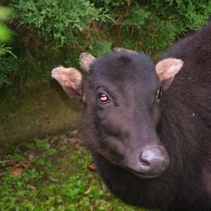 Mountain Anoa at Krefeld 15/05/09