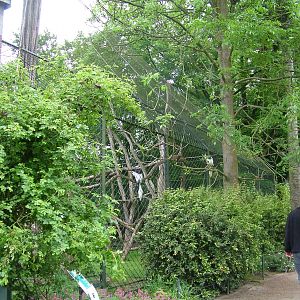 Colobus enclosure at Krefeld 15/05/09