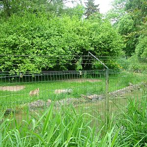 Serval enclosure at Krefeld 15/05/09