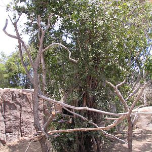 Elephant Odyssey - Sloth Exhibit