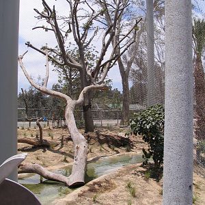 Elephant Odyssey - Unifinished Jaguar Enclosure 2nd half