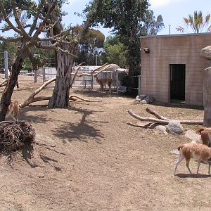 Elephant Odyssey - Gunaco Exhibit