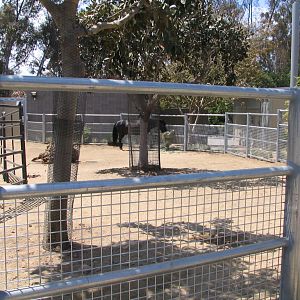 Elephant Odyssey - Domestic Horse