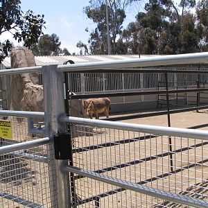 Elephant Odyssey - Donkeys