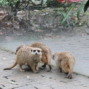 Meerkats