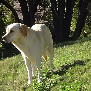 Cheetah companion dog
