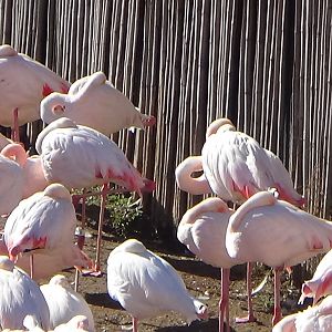 Greater flamingos