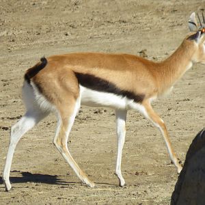 Thomson's gazelle