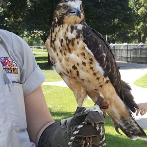 Swainson’s Hawk