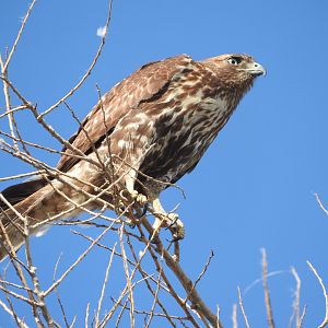 Young Red-tailed Hawk