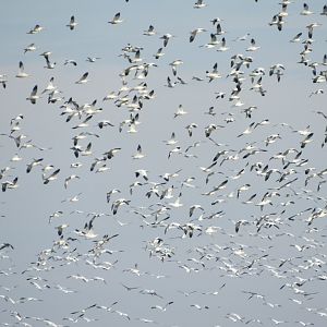 Snow Geese