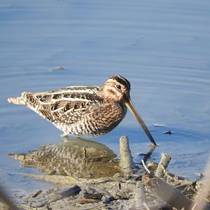Wilson's Snipe