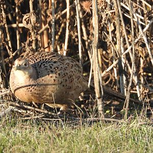 Ring-necked Pheasant hen