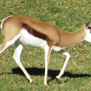 Springbok