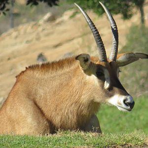 Roan antelope
