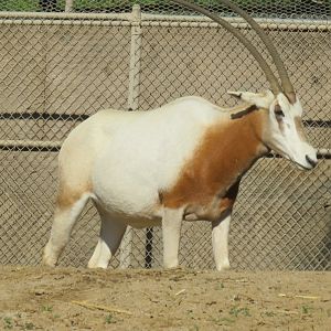 Scimitar-horned oryx