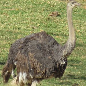 Ostrich