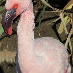 Lesser flamingo