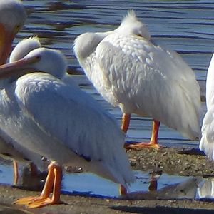 Pelicans