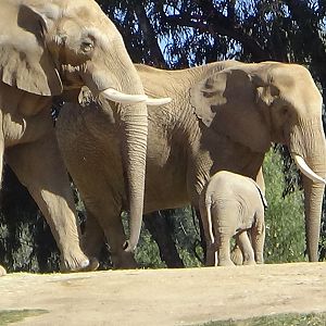 African elephant herd