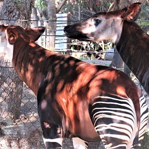 Okapi