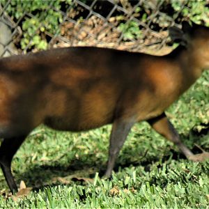 Red-flanked duiker