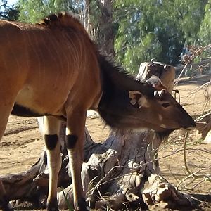 Giant eland