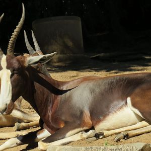 Bontebok