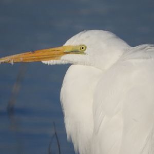 Great Egret