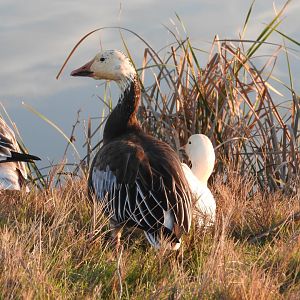 Blue phase Snow Goose