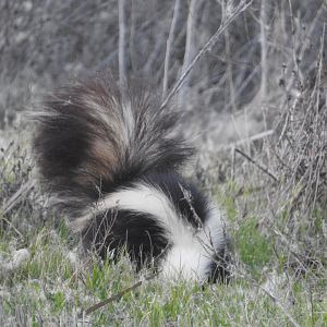 Hungry Skunk
