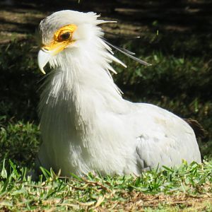 Secretary bird