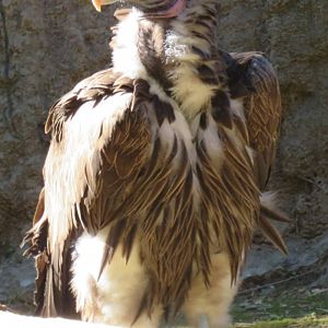 Lappet-faced vulture