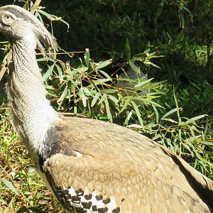 Kori bustard
