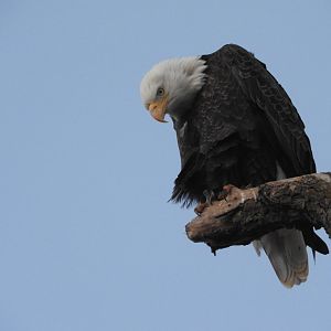 Bald Eagle