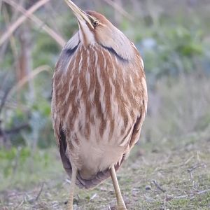 American Bittern