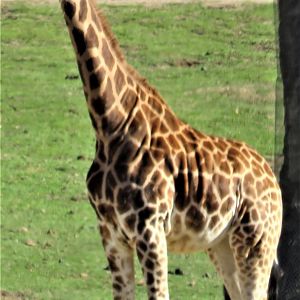Hybrid giraffe (Rothschild's x Reticulated)