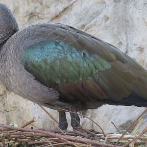 Hadada ibis