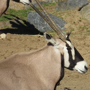 Gemsbok