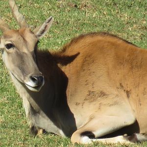 Common eland